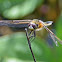 Four-spotted Chaser