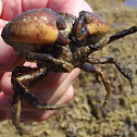Crab eating a fish (pic2)