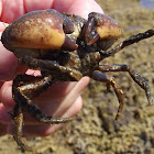 Crab eating a fish (pic2)