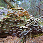 Hairy parchment polypore mushrooms
