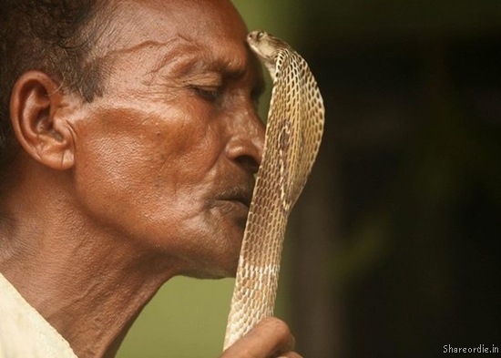 Tempting a cobra
