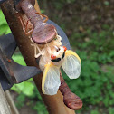 Cicada (new morph)