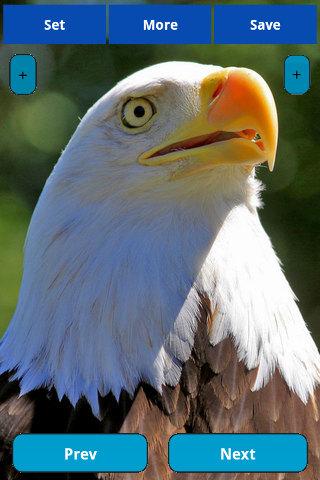 Eagle wallpapers