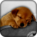 Cute Live Wallpapers mobile app icon