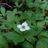 Canadian Bunchberry
