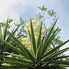 Flor de Itabo (Giant yucca)