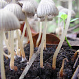 Funji or Mushroom of Chile