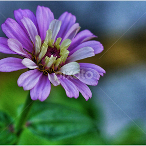 Lonely by Paul Agraviador - Flowers Flowers in the Wild