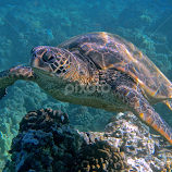 Honu  by Tatiana Gonnason -  