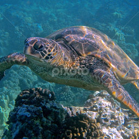Honu  by Tatiana Gonnason - Animals Sea Creatures
