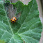 Squash Lady Beetle