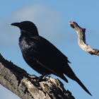 Red-winged Starling