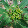 Toothed Spurge