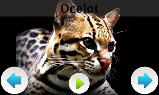 How to download Best South American Animals lastet apk for android