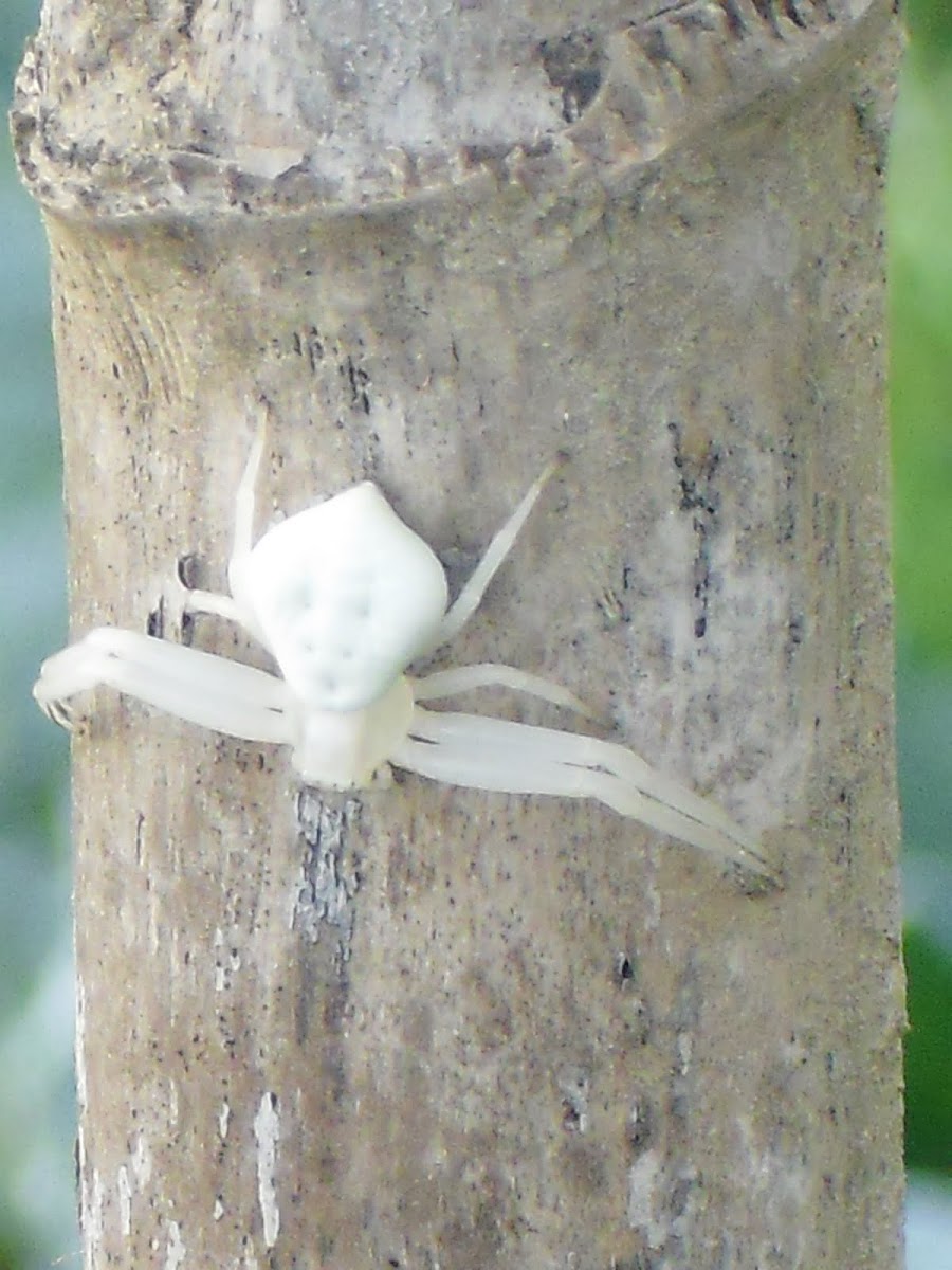 Flower crab spider (Ragno-granchio dei fiori)