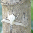 Flower crab spider (Ragno-granchio dei fiori)