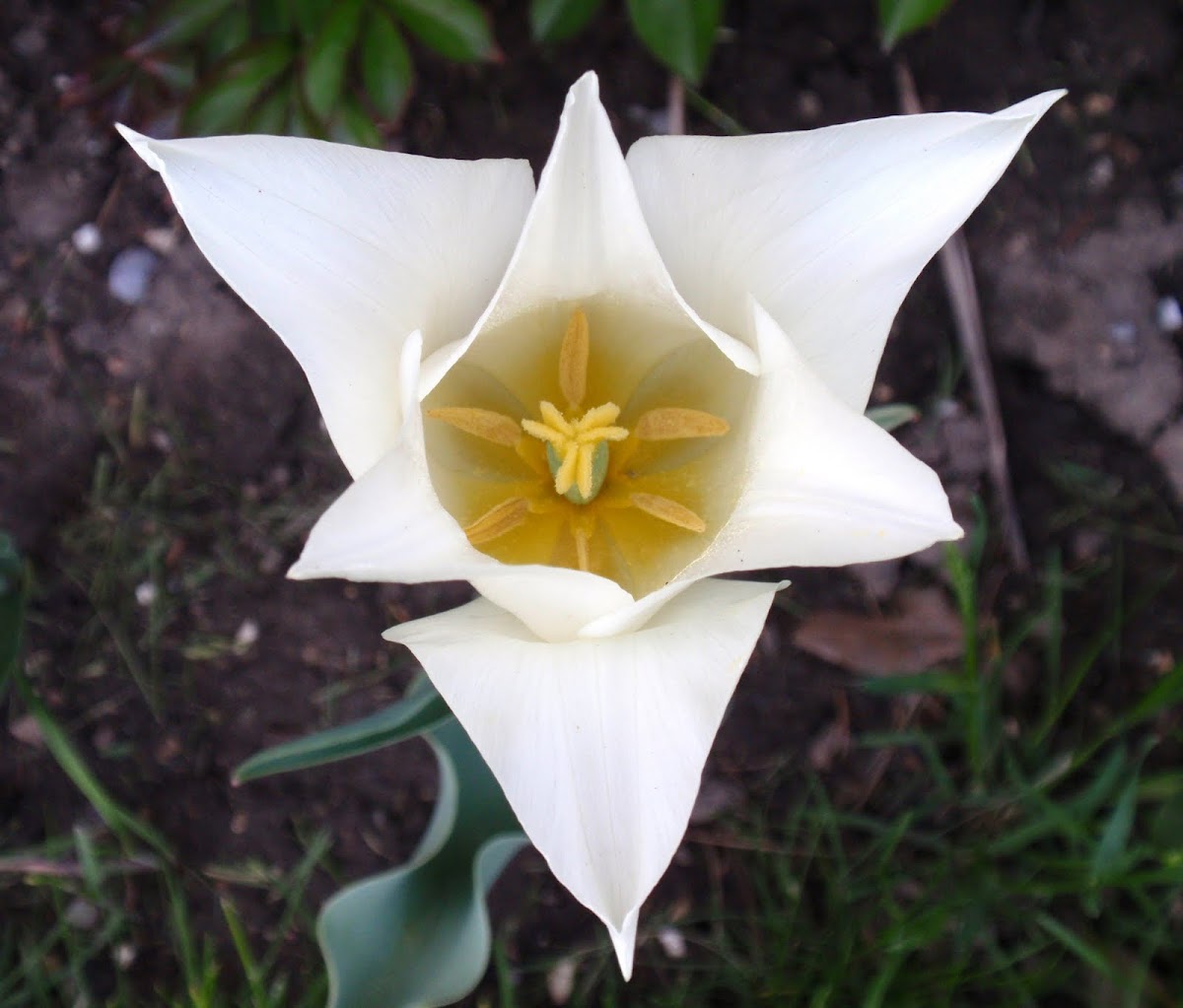 white triumphator tulip