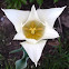 white triumphator tulip
