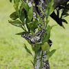  Citrus Swallowtail