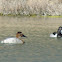 Canvasback Duck (female)