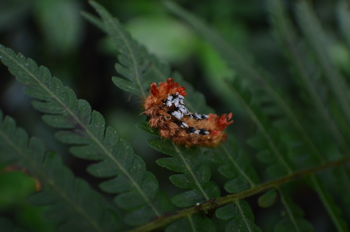 Oruga (Caterpillar)