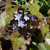 Hepatica - Round lobed, purple flowers(spring)