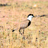 Spur-wing Plover (Spur-wing Lapwing)