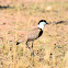 Spur-wing Plover (Spur-wing Lapwing)