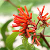 Firebush