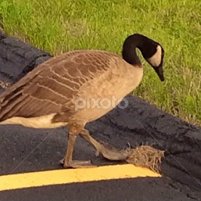 Walk the Line by Bridget Wegrzyn - Animals Birds