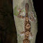 Leaf-tailed gecko