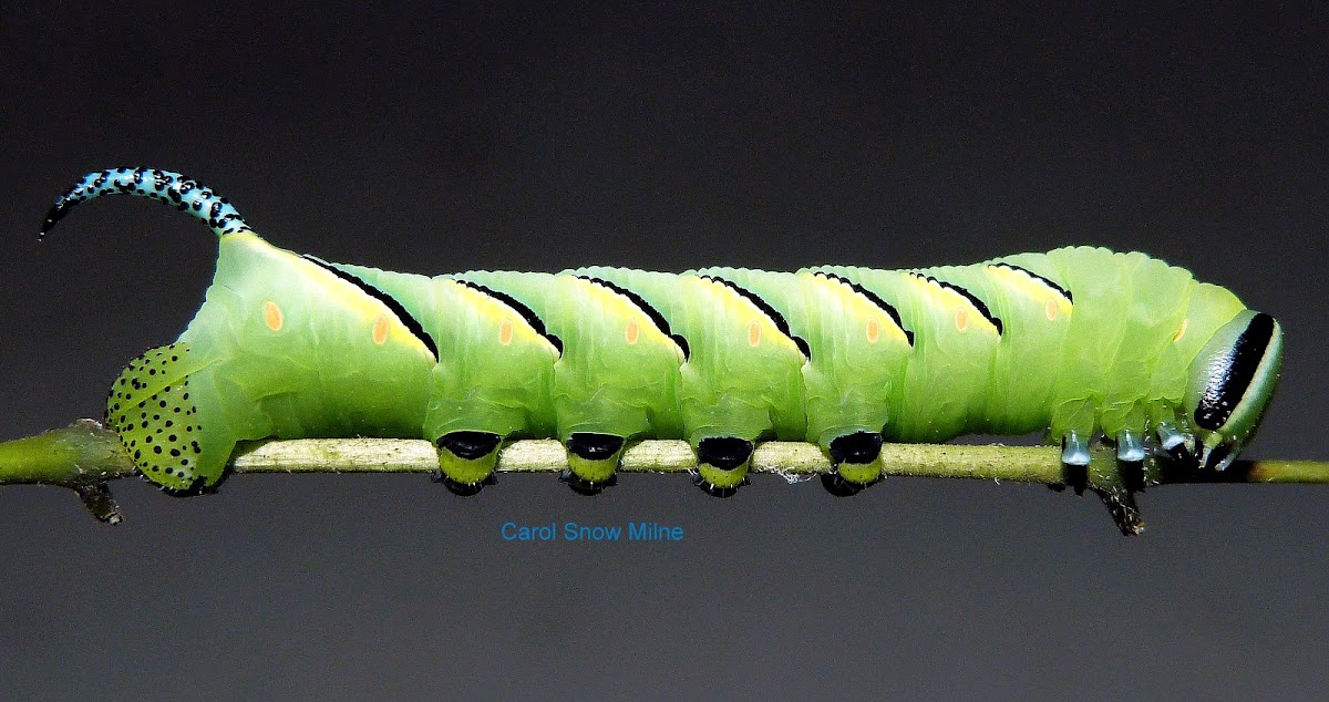 Laurel Sphinx Moth Caterpillar