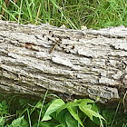 common whitetail