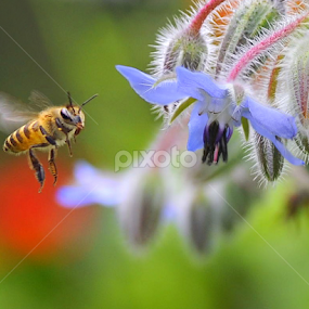Honey Bee and Borago officinalis by Leka Huie - Flowers Flower Gardens