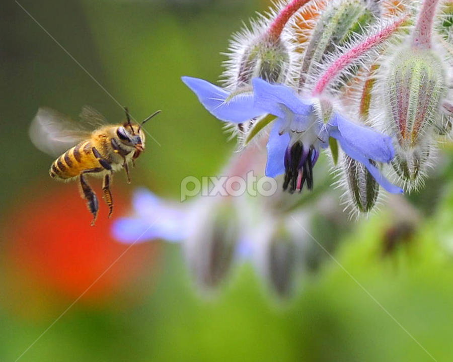 Honey Bee and Borago officinalis by Leka Huie - Flowers Flower Gardens