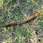 Giant Red-headed Centipede