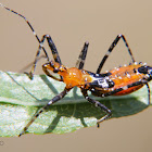Assassin bug nymph