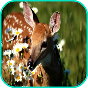 Deer Wallpaper 1.0