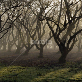 Fog is Love by Stephanie Hernandez - Novices Only Landscapes