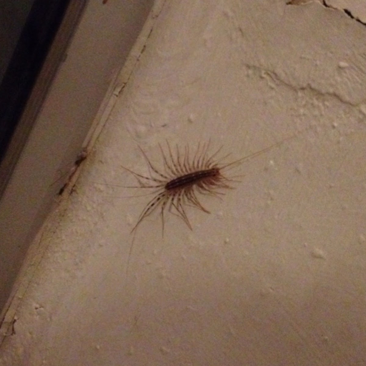 House Centipede