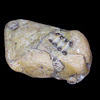 unknown fossil