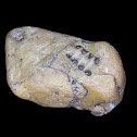 unknown fossil