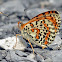 Spotted Fritillary (male)