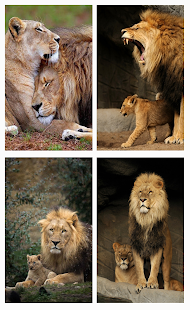 How to install Lion wallpaper 1.0 unlimited apk for laptop