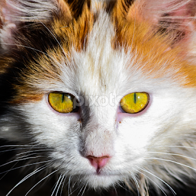 Cat Eyes by Blagoja Pulceski - Animals - Cats Portraits