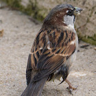 House Sparrow