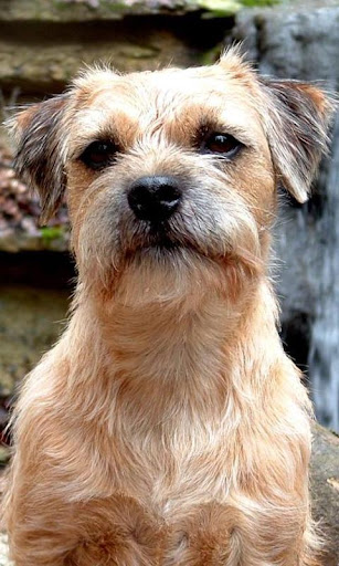 Border Terrier Wallpapers