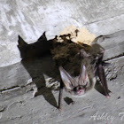 Rafinesque's Big-eared Bat