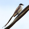 Fork-tailed Flycatcher;Tesourinha (Brazil)