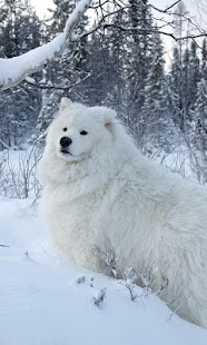 Best Dogs Wallpapers 2 Screenshots 4